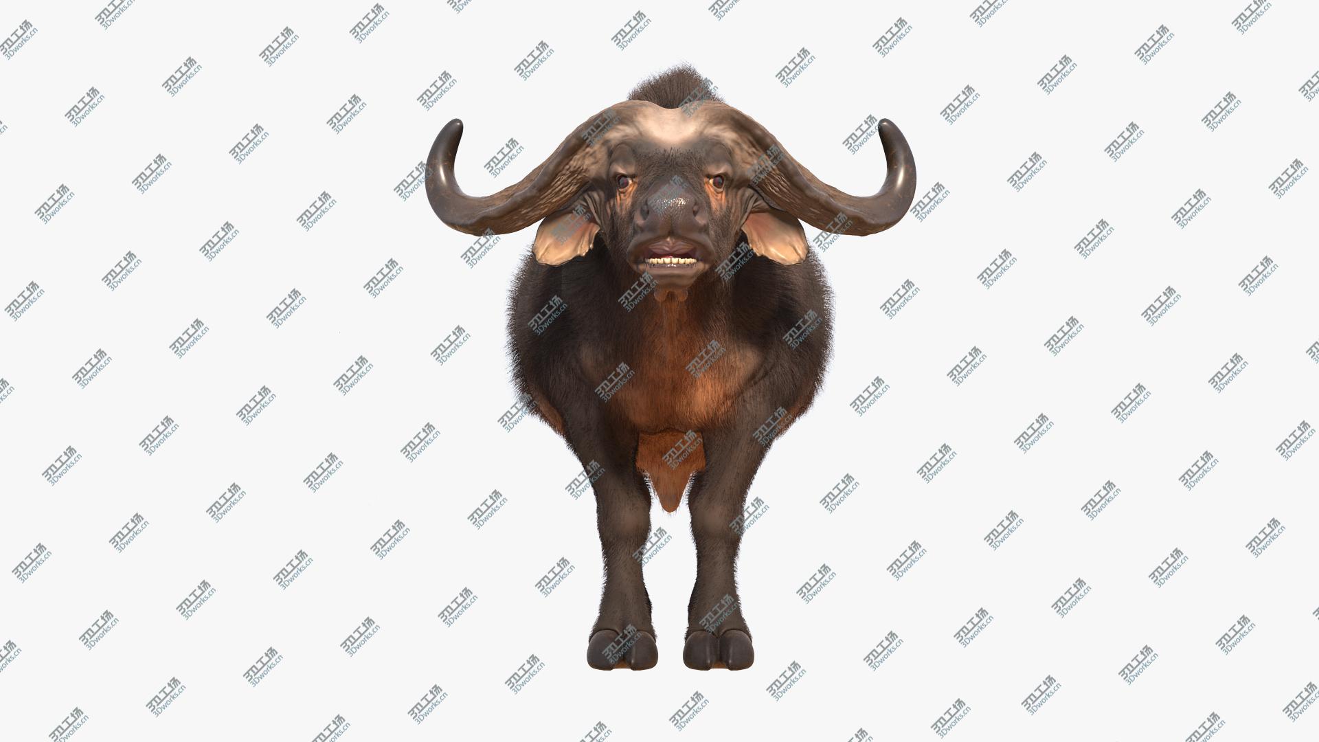images/goods_img/202104093/Cape Buffalo African Buffalo with Fur Rigged 3D/3.jpg